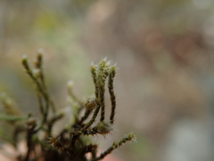 Hedwigia stellata