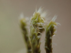 Hedwigia stellata