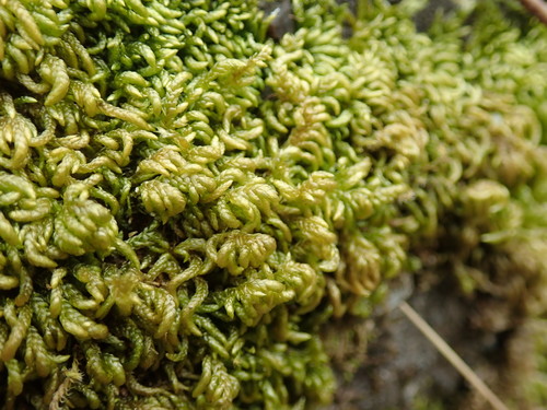 Image of Scleropodium touretii by no rights reserved