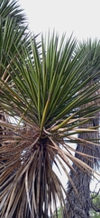Yucca periculosa