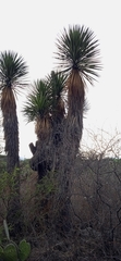 Yucca periculosa