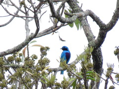 Cotinga amabilis