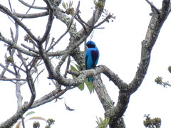 Cotinga amabilis