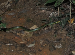 Chironius bicarinatus