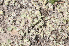 Psilocarphus brevissimus