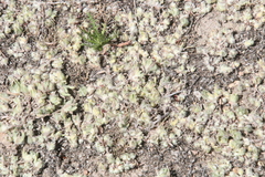 Psilocarphus brevissimus