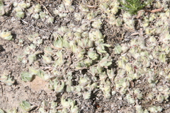 Psilocarphus brevissimus