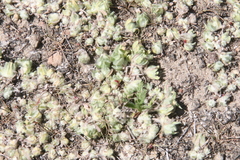 Psilocarphus brevissimus