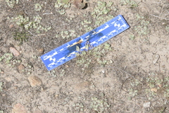 Psilocarphus brevissimus