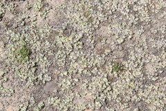 Psilocarphus brevissimus