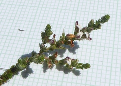 Aspalathus hispida hispida