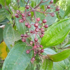 Miconia mexicana