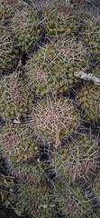 Mammillaria karwinskiana karwinskiana