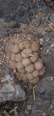 Mammillaria karwinskiana karwinskiana