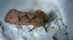 Acrolophus walsinghami
