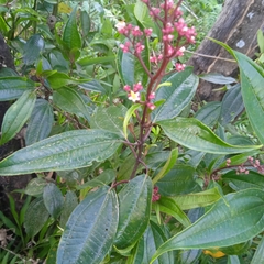 Miconia mexicana