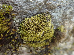 Grimmia torquata