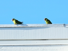 Psittacara mitratus