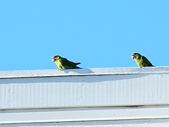 Psittacara mitratus