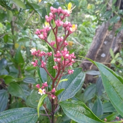 Miconia mexicana