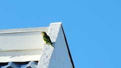 Psittacara mitratus