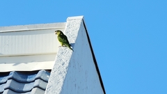 Psittacara mitratus