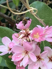 Apis mellifera