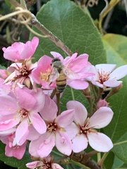 Apis mellifera