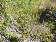 Aspalathus hispida hispida