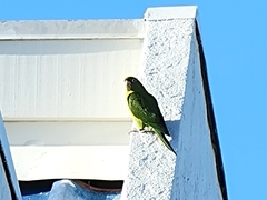 Psittacara mitratus
