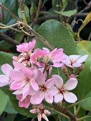 Apis mellifera