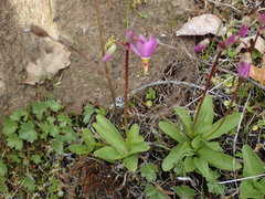 Primula pauciflora pauciflora