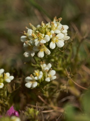 Triphysaria floribunda