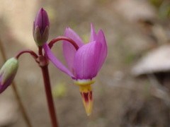Primula pauciflora pauciflora