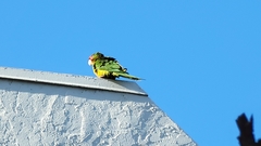 Psittacara mitratus