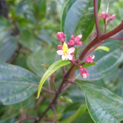 Miconia mexicana