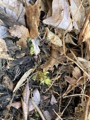 Floerkea proserpinacoides