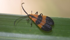 Calopteron discrepans