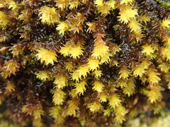 Racomitrium ryszardii