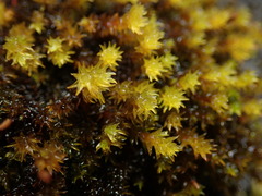 Racomitrium ryszardii