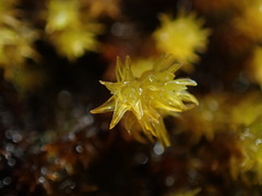 Racomitrium ryszardii