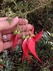 Clianthus puniceus
