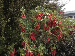 Clianthus puniceus