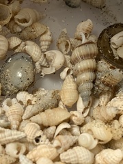 Nassarius acutus