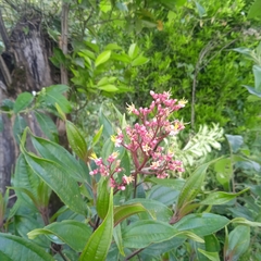 Miconia mexicana