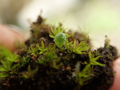 Mannia gracilis