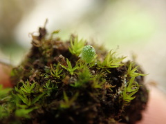Mannia gracilis