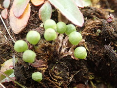 Mannia gracilis