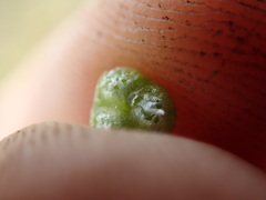 Mannia gracilis