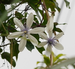 Clematis akoensis